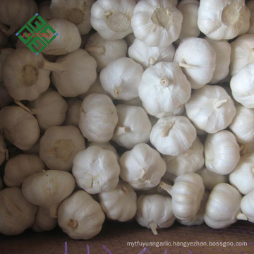 fresh pure white garlic exporter from china